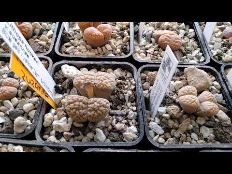 My Lithops. Care. Watering. Wintering. Flowering. Lithops