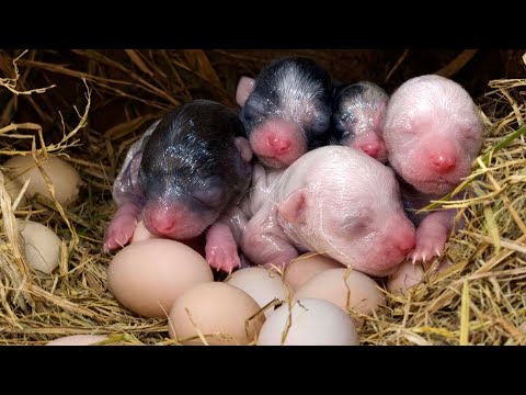 狗妈妈住进了我家的鸡窝并生下了5只可爱的小狗🐶,接下来的发展太治愈了。🐶🐕❤👍👍👍