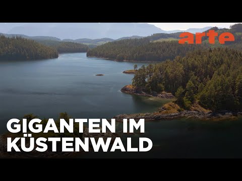 Der Küstenwald am Pazifik | Naturerbe Kanada | ARTE Family