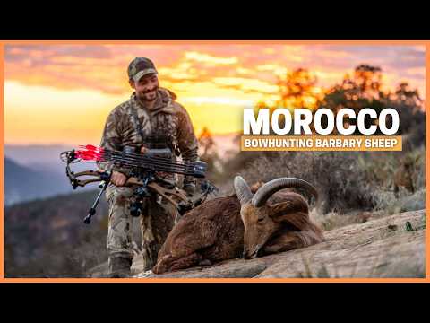 Bowhunting Aoudad in Africa: The Atlas mountains of Morocco.