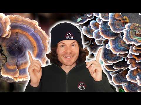 Turkey Tail mushroom: The colorful forest mushroom with surprising effects