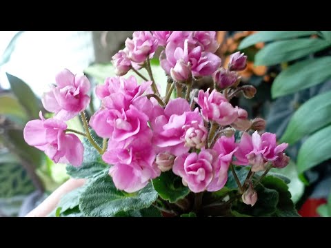 Что цветёт летом. Фиалки)