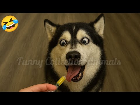 Funny Dogs and Cats This Week 🐈🐕 Fails Compilation 2025 😂