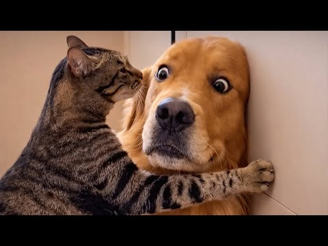 When a Cat Meets a Dog for the First Time… Things Got Awkward 😂 Funny Cats & Dogs