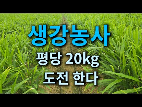 Ginger farming challenges 20kg per pyeong