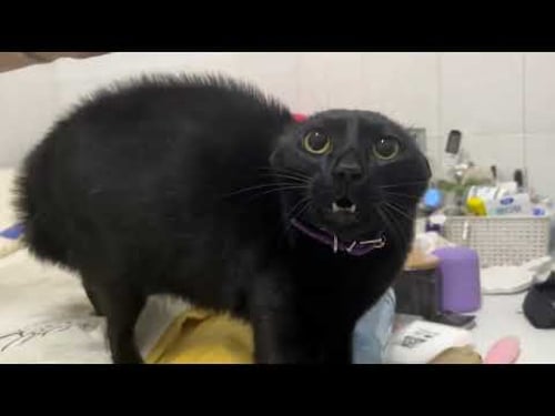 You Laugh You Lose😜Funniest Cats and Dogs Clips 2025😼🐶