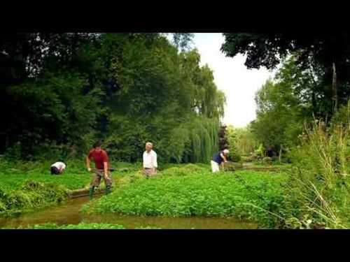 Grow your own Watercress