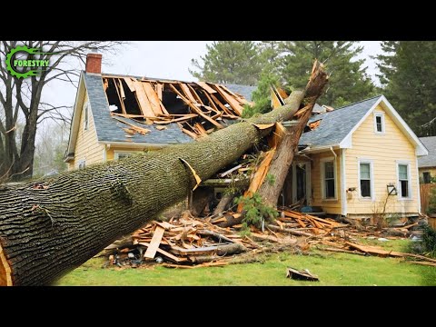 Dangerous Fastest Idiots Cutting Tree Fails Skill With Chainsaw Tree Falling on Houses #2