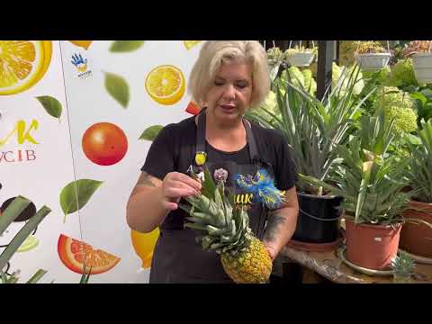 Все про ананаси! Плоди, пересадка, детки, вкорінення