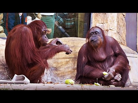 Funny Monkeys That Will Make You Laugh Hard! π€£π΅ Best Animal Moments Compilation