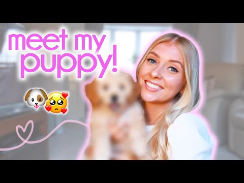 I GOT A PUPPY! 🐶 bringing home my cavapoo...
