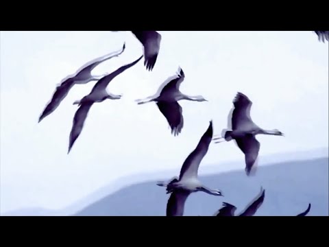 Квітка Цісик - Журавлі (Чуєш, брате мій..) (Богдан Лепкий, Левко Лепкий)