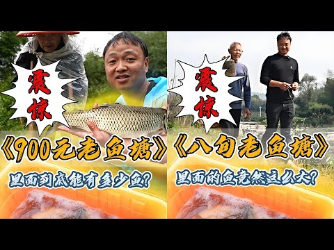 雨天包下八十三岁老爷爷养的鱼塘,最后被爷爷的爱感动哭了|包下八十岁爷爷养了十多年没干过的老鱼塘,里面的鱼出乎意料的大?