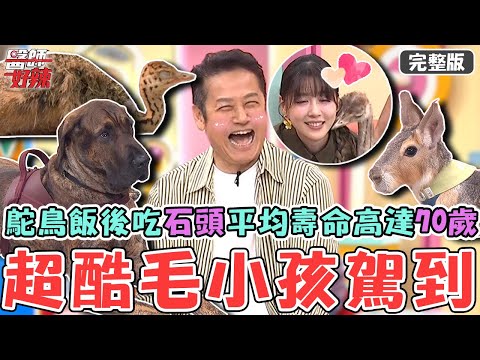 超酷毛小孩駕到!鴕鳥飯後要「吃石頭」遇漂亮女生還會求偶!平均壽命70歲主人笑虧:一鳥傳3代!【#醫師好辣】20250928 完整版 寵愛、寵壞只在一線間 EP1748 楊靜宇 潘慧如