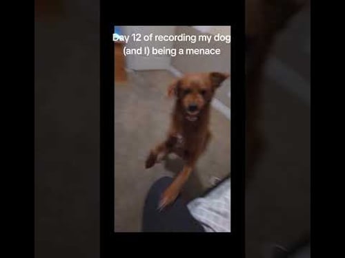 Rage Baiting Your Dog