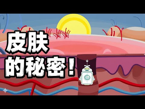 【神奇的人体奥秘】皮肤的秘密!