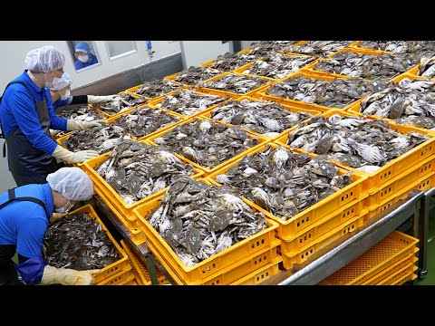 Amazing! $2.2M USD Sold Every Year?! The best Soy Sauce Marinated Crab factory / Korean Street Food