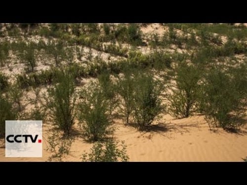 Northern Senegal defends against desertification with trees