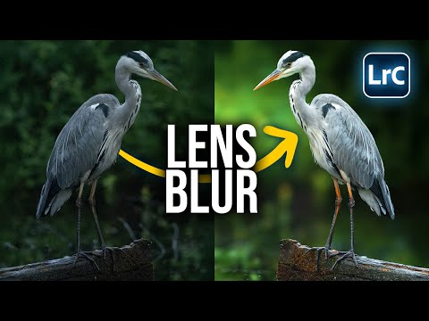 Make Your Subject POP with Lightrooms LENS BLUR Tool!