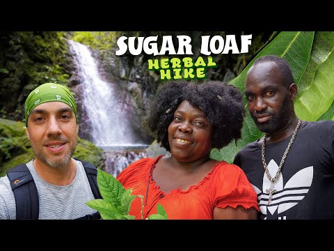 Herbal Hike to Secret Waterfall! Blue Mountains, Jamaica 🇯🇲