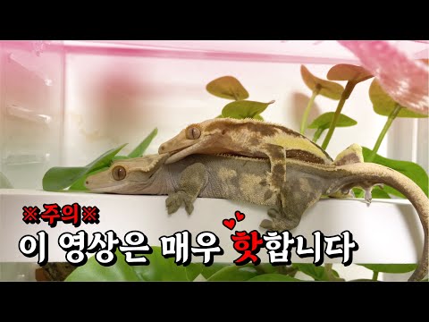 Mom, what does a lizard look like?