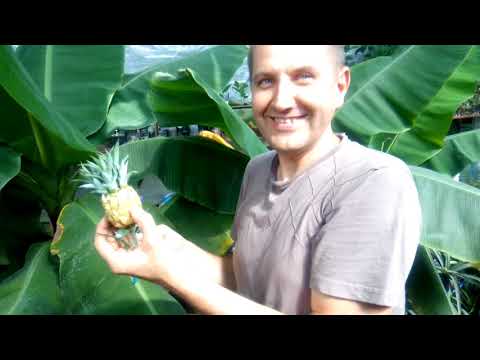 Подрезка кумквата и кофе. Срезаю ананасы)