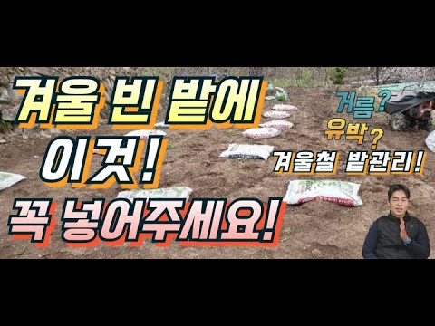 겨울철 밭관리가 봄 작물 생사를 결정한다. 겨울에 꼭 줘야하는 것들.