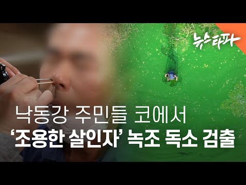 낙동강 주민들 콧속에서 녹조 독소 검출… 국민 건강 우려 확산 - 뉴스타파