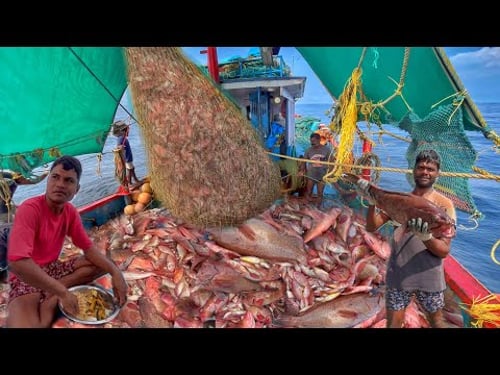 OMG😦Massive Fishing🤩Ultimate Trawler Haul‼️Jackpot🤩Last Two Days Tons Of “Grouper”fish Caught 💪