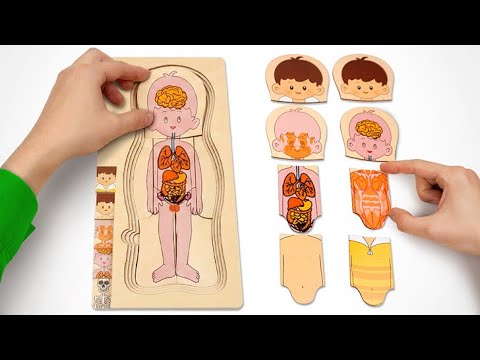 What’s Inside My Body? 🧠🫀 Learn Body Parts, Organs & Emotions for Kids