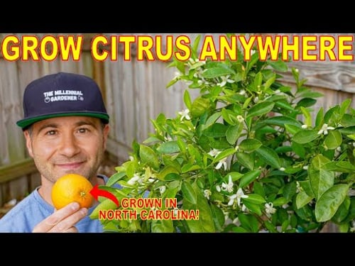Florida Doesn't Want You To Know It's EASIER To Grow CITRUS Up NORTH! How To Grow Citrus ANYWHERE!