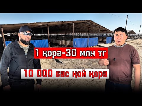 10 мың бас қойдын бордақы қорасын қалай арзанға салуға болады 🤔