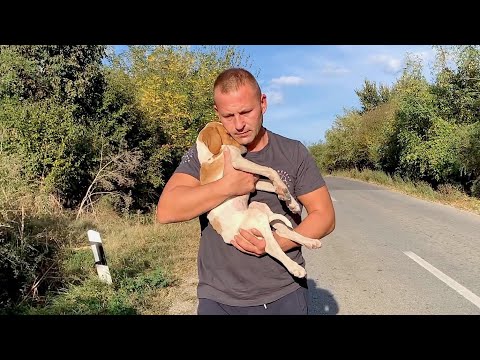 Rescue, recovery and adoption of abandoned lonely puppy.