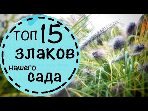 ☘️TOP 15 cereals in our garden. The most beautiful. ☘️When to cut cereals? Do they need watering?...