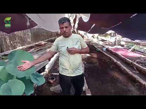 مزرعة إنتاج السماد العضوي " الفيرمي كمبوست" … تعرف على أربعة أنواع من الدود منتجة سماد قوي