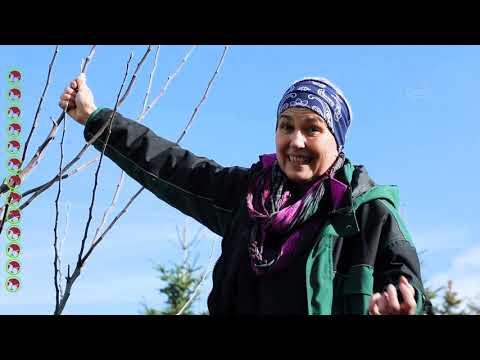 Erziehungsschnitt eines Obstbaums