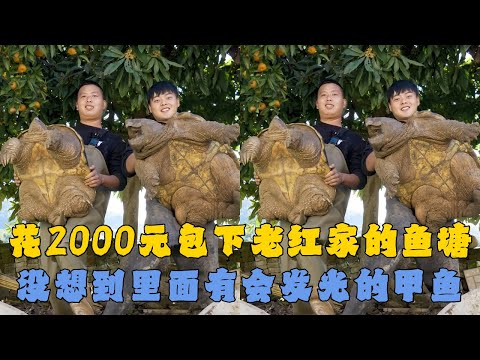 花2000元包下老红家的鱼塘,没想到里面有会发光的甲鱼?|在大荒塘找比轮胎还大的巨货,没想到竟然是巨型大鳄龟!|花2000元在鱼塘找会发光的鱼,没想到竟然是黄金乌龟!