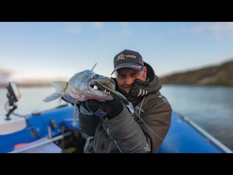 Воблеры разорвали джиг! Судак и щука осенью. Иван Кашицин.