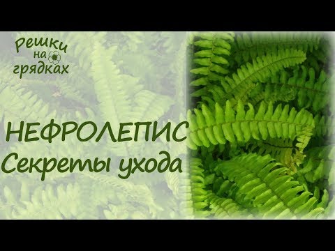 Папоротник комнатный Уход в домашних условиях Главный секрет пышной листвы