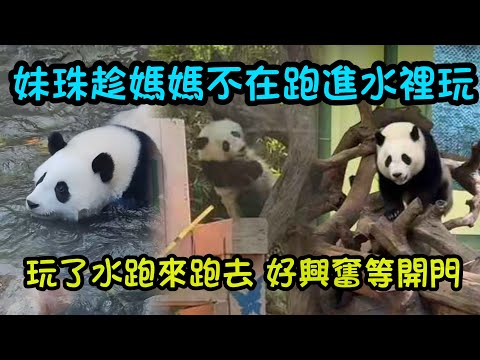 12月18日 媽媽不在,妹珠興奮下水池洗澡,興奮在外場跑來跑去全身弄得髒兮兮的 #熊貓家和 #cutepanda #panda