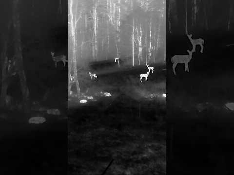 Thermal Drone Revealed Secret Farm Visitors