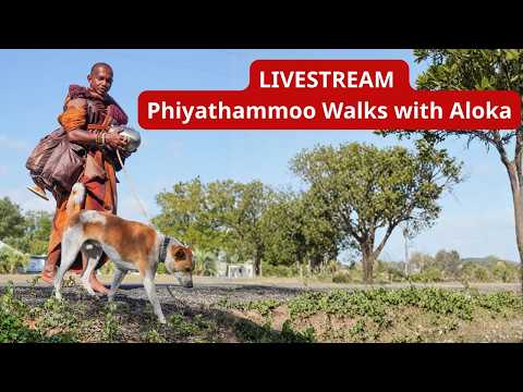 Livestream: Venerable Phiyathammoo Walks with Aloka at Huong Dao Temple | WALK FOR PEACE: