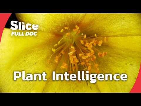 Plants That Hear, Touch, and Remember | FULL DOCUMENTARY