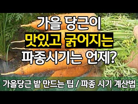 가을 당근이 맛있고 더 굵어지는 파종 시기는 언제? 가을당근 밭 만드는 팁 / 파종 시기 계산법