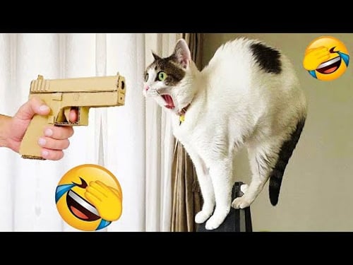 ¡Intenta no reírte! 😂 Los vídeos más graciosos de gatos y perros de 2025 😹🐶 Parte 19