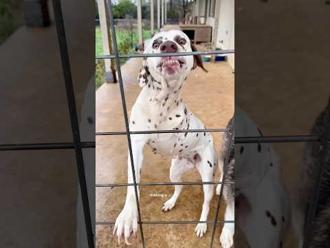 FREE CLEANING FOR A 12-ACRE RANCH!!#deepcleaning #beforeandafter #storytime #cleantok