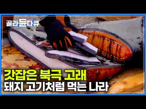 나라에서 허락한 이누이트 족의 '북극고래' 잡이|잡았다 하면 삶아서 온동네 나눠 먹는 고래 고기의 맛|인간과 바다|#골라듄다큐