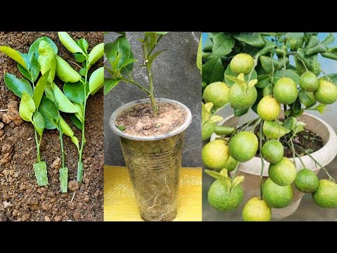 Growing Lemon Tree From Cut With Aloe Vera : Agri-education