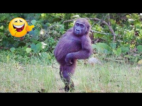 Laugh a Lot With The Funny Moments Of Monkeys π΅