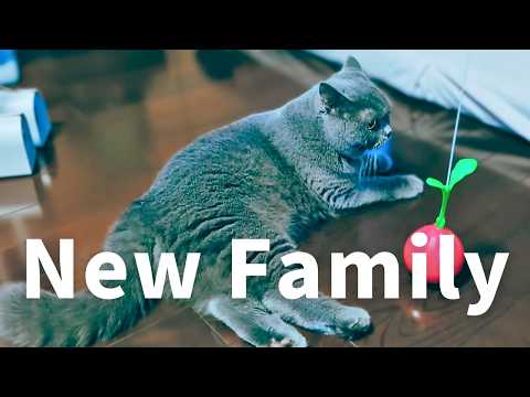 🇯🇵 Welcoming a Rescue Cat | Quiet Night in Japan